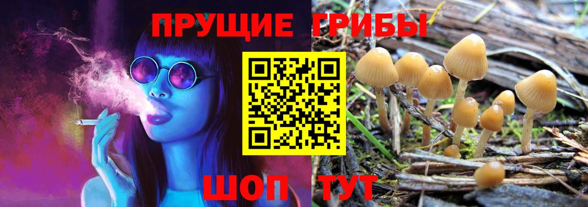 Галлюциногенные грибы Psilocybine cubensis Нижний Новгород